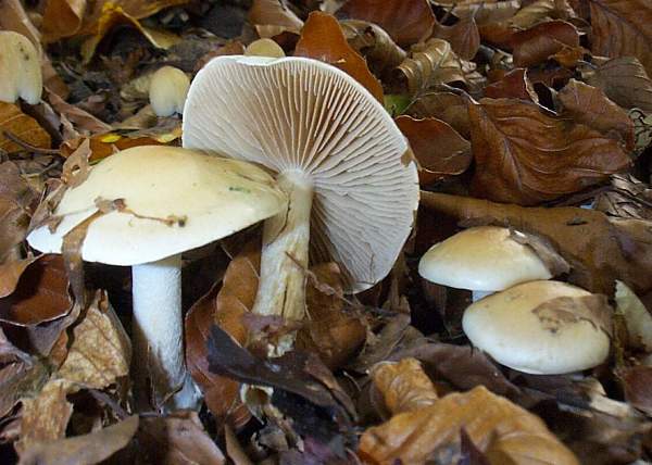 Hebloma